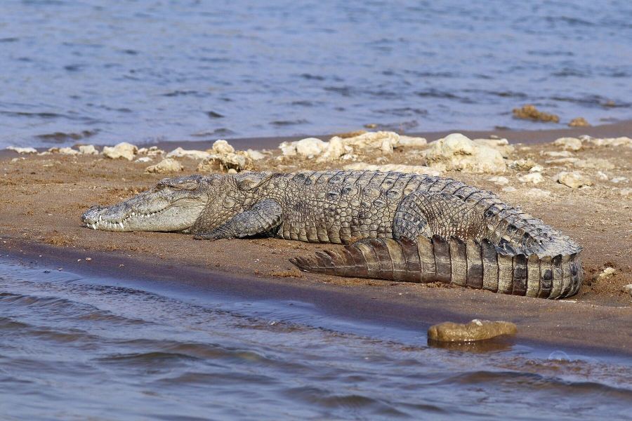 Mugger crocodile basking on a Chambal river sandbank