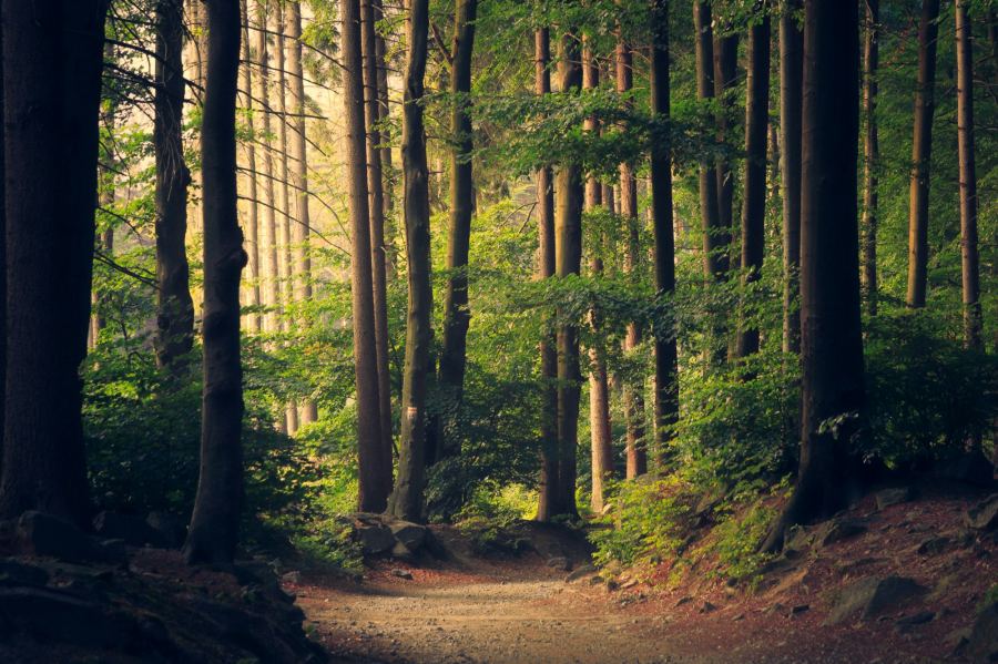 Sunlit forest track at first light on a Mukundara safari