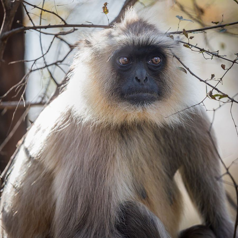 Hanuman langur in the forest canopy of Mukundara